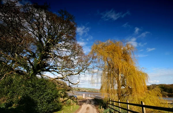 Weeping willow nära aveton gifford — Stockfoto