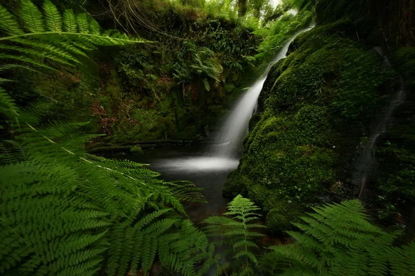 stock image Woodland Oasis at Venford on Dartmoor