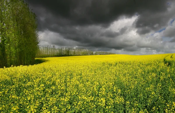 Field of Yellow Rapeseed near Yealmpton Devon Royalty Free Stock Images