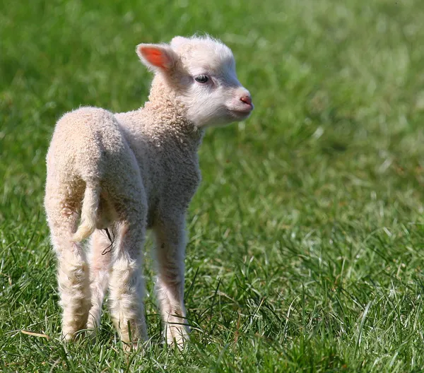 Owieczka wiosna. Zdjęcie Stockowe