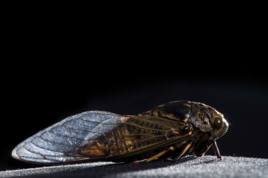 Cicada clipart