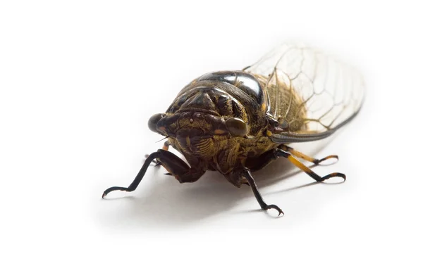 Cicada — Stock fotografie