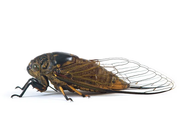 Cicada — Fotografie, imagine de stoc