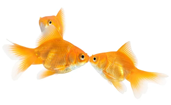 Goldfish kiss — Stock Photo, Image