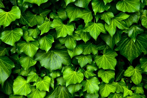 Ivy konsistens — Stockfoto