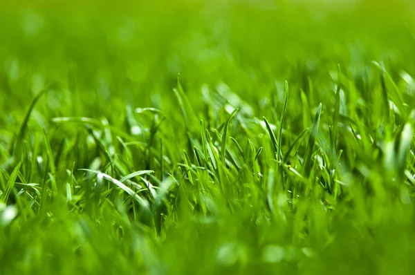 Grass texture — Stock Photo, Image