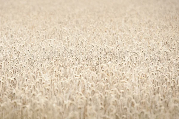 Campo de trigo maduro — Fotografia de Stock