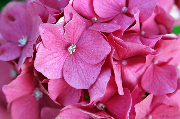 stock image Hydrangea