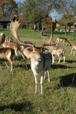 Group of fallow deer clipart