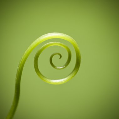 Curly vine of plant clipart