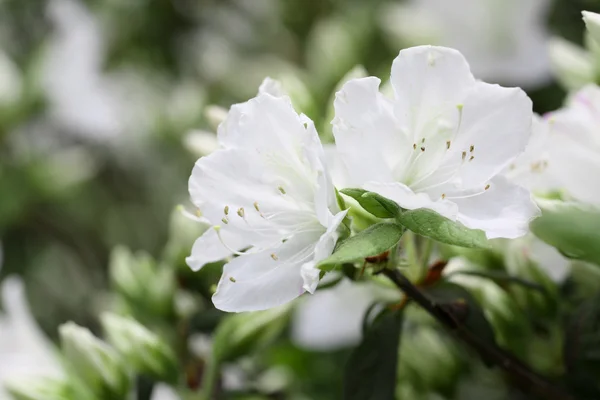 White rhododendron — Stock Photo, Image