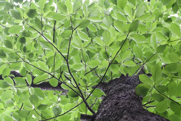 Yeşil yapraklar arkaplan — Stok fotoğraf