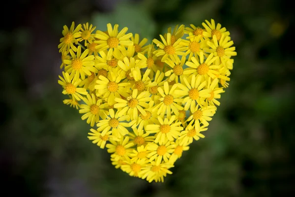 Les fleurs forment la forme du cœur — Photo