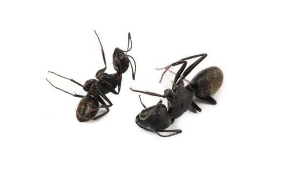 Zwei tote Ameisen — Stockfoto