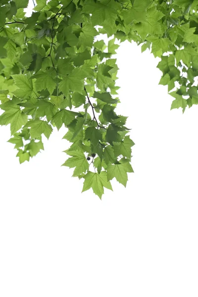 피닉스 나무의 녹색 잎 — 스톡 사진