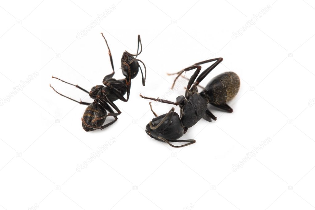 Two dead ant