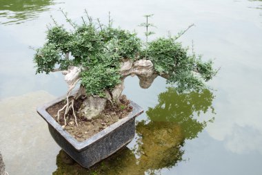 Bonsai Ağacı