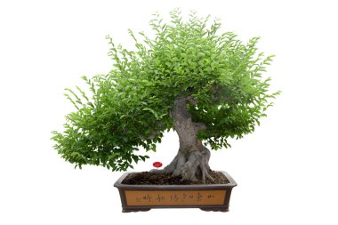 Green bonsai tree clipart