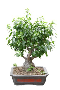 Çin bonsai ağacı