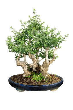 Bonsai Ağacı