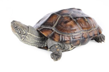 Tortoise clipart