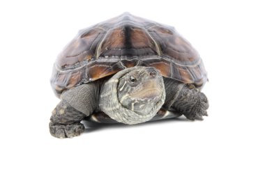 Tortoise poked his head clipart