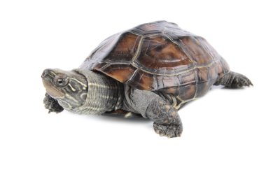 Tropical tortoise clipart