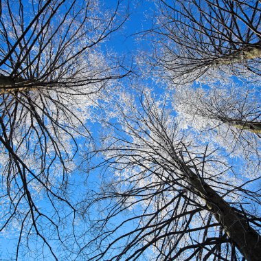 cedar hoarfrost ile kaplı