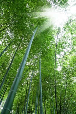 Bamboo forest clipart