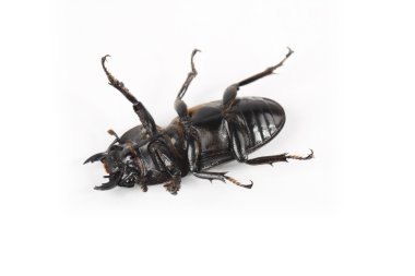 Ground beetle played dead clipart