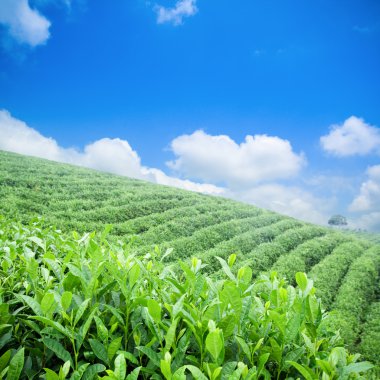 Green tea plantation clipart