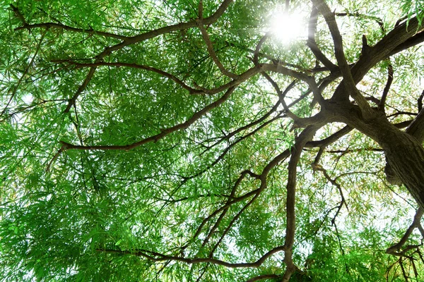 Maple canopy — Stock Photo, Image