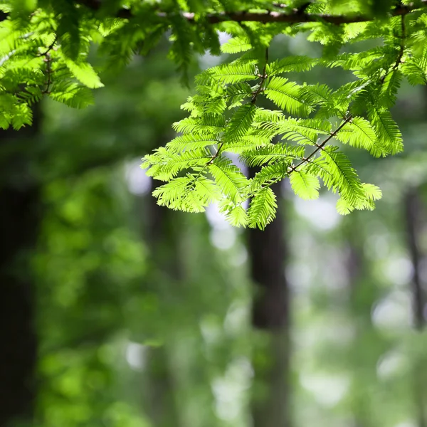 Metasequoia φύλλα — Φωτογραφία Αρχείου