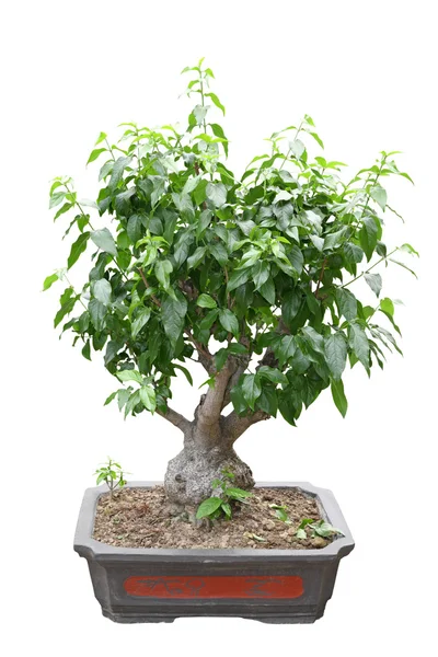 Chiński bonsai drzewa — Zdjęcie stockowe