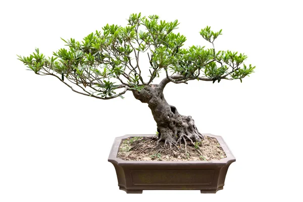 Tradycyjne bonsai drzewa — Zdjęcie stockowe