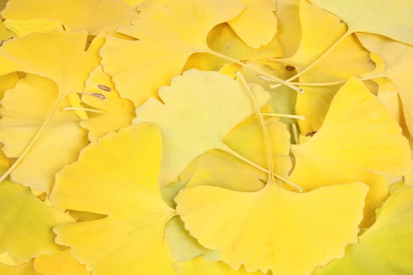 Hojas de ginkgo biloba amarillo — Foto de Stock