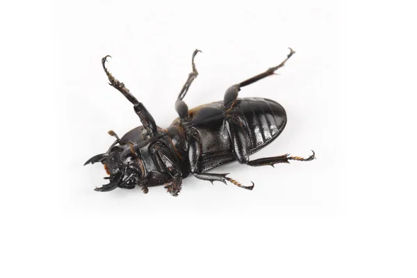 Ground beetle played dead — Stock Photo, Image