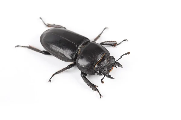 Escarabajo de tierra —  Fotos de Stock