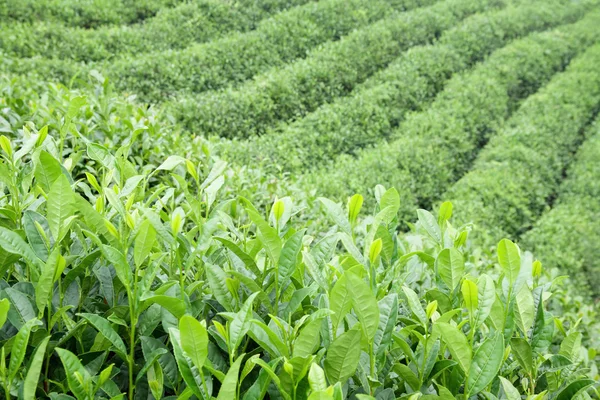Зелений чай плантації — стокове фото