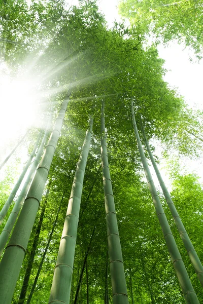 绿竹林 — 图库照片