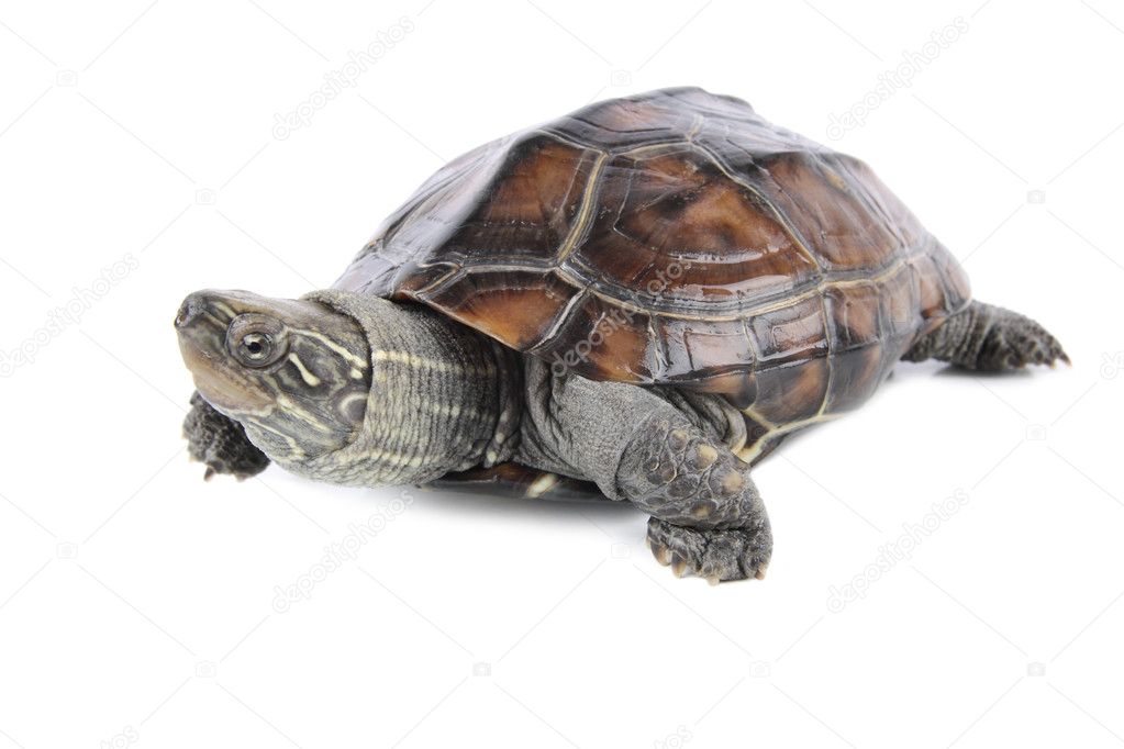 Tropical tortoise