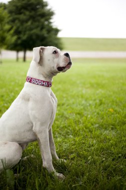 Boxer Köpek yavrusu