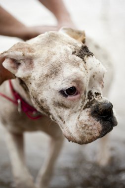 Boxer Köpek yavrusu