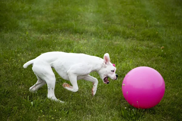 Cão Boxer Puppy — Fotografia de Stock