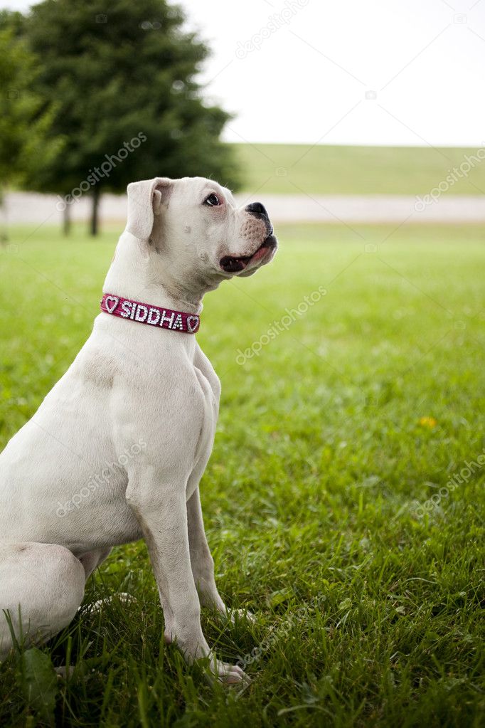 Boxer Puppy Dog