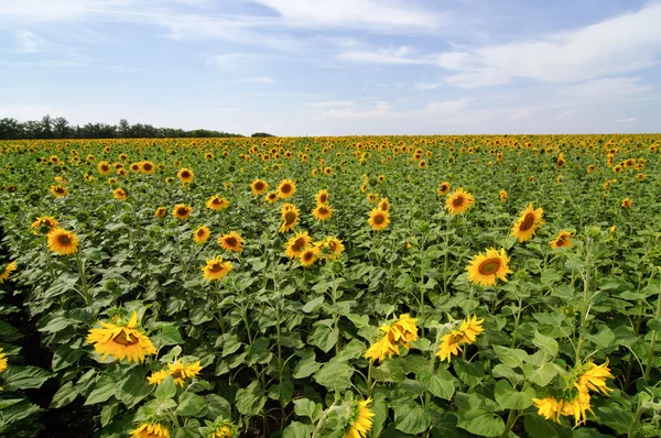 Sunflower Filed — Stock Photo, Image