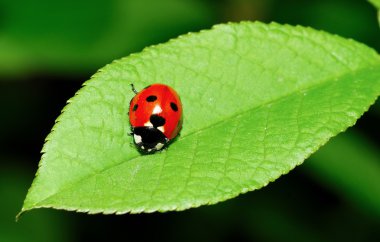 Ladybird on leaf clipart