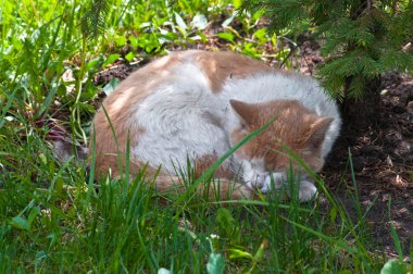 Sleeping cat clipart