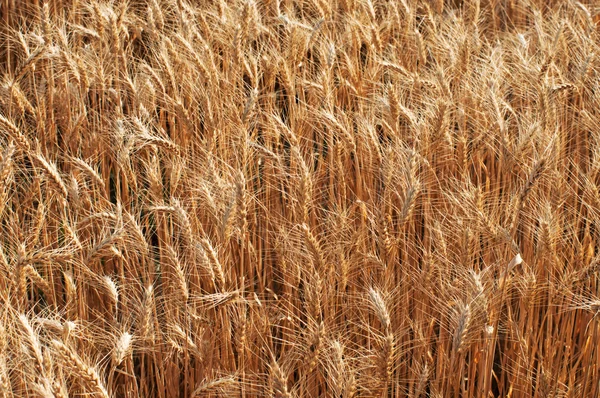 Weizen aus nächster Nähe — Stockfoto