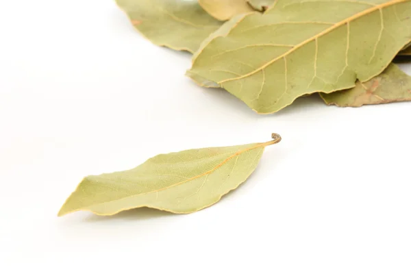 Bay leaf spice on white background — Stock Photo, Image